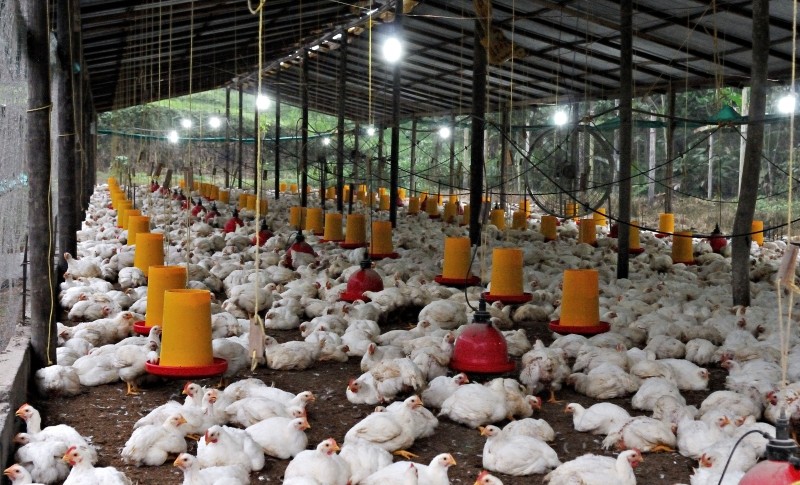 Legstal Chicken shed
