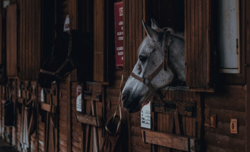 Paardenstal Horse stable